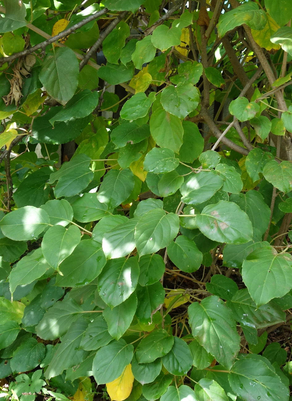 Image of Actinidia kolomikta specimen.