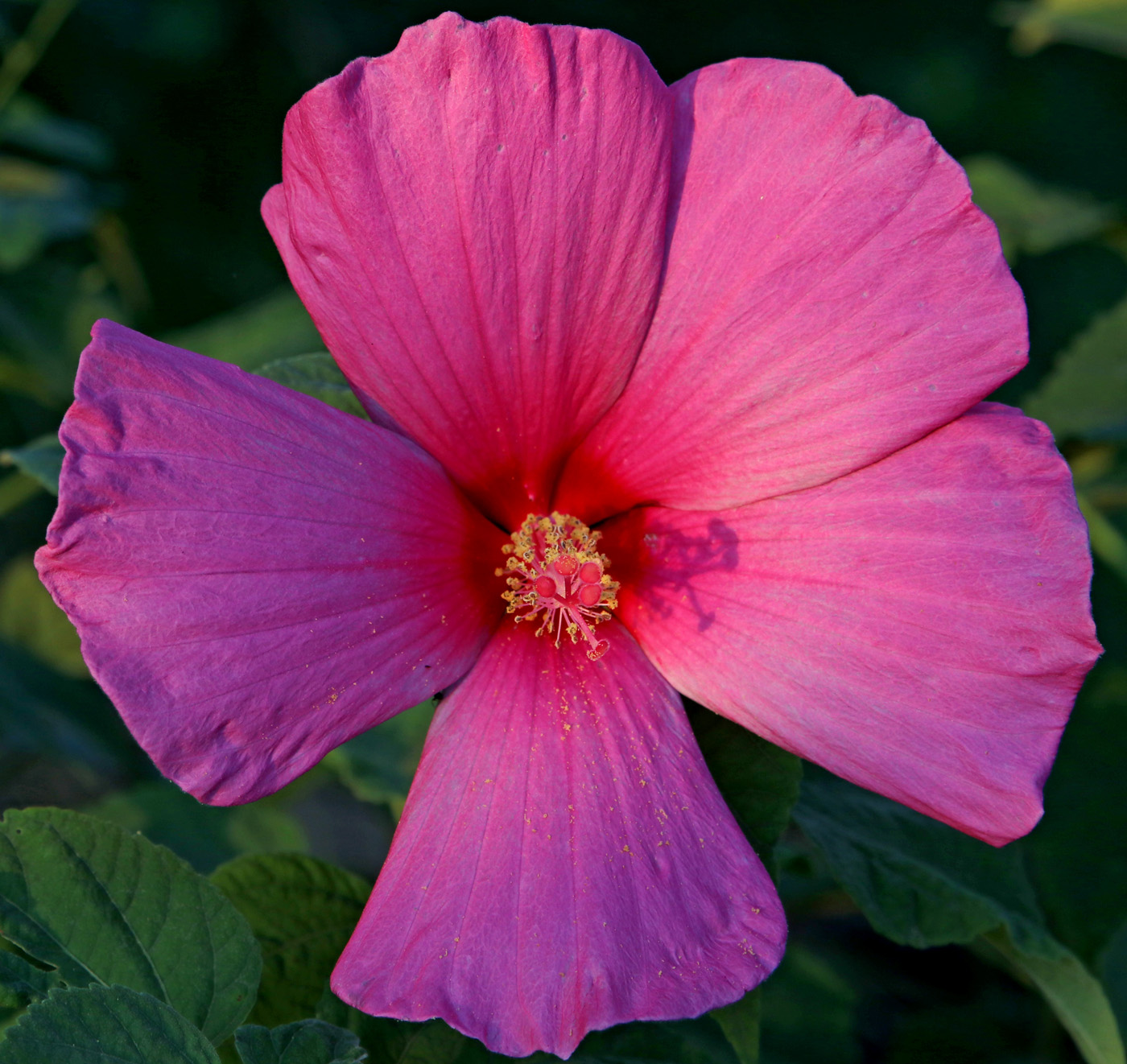 Изображение особи Hibiscus palustris.