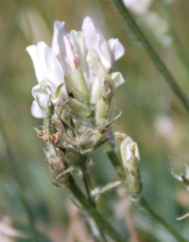 Image of Oxytropis nivea specimen.