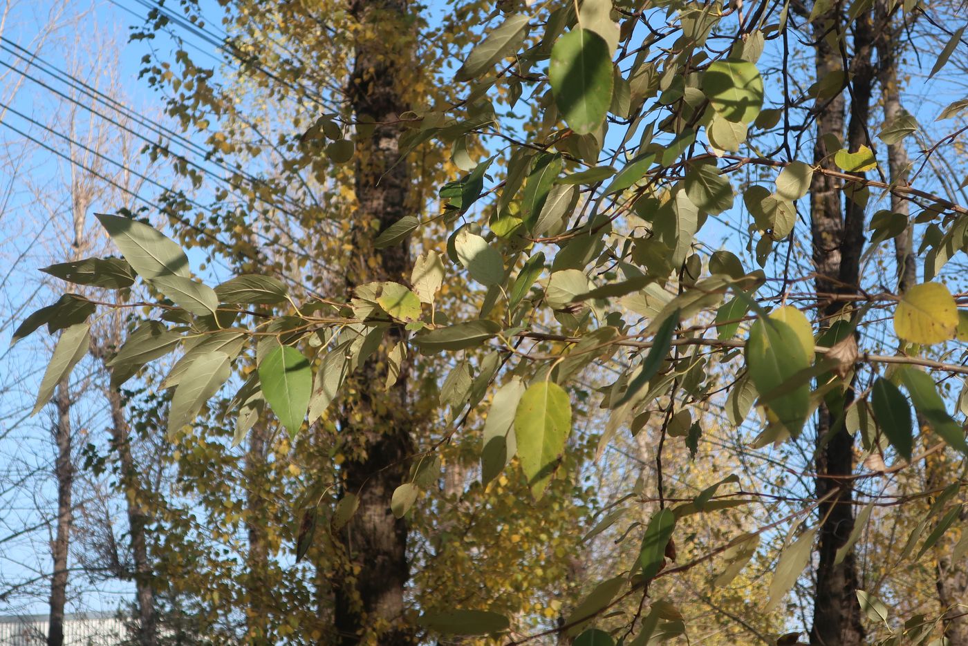 Image of genus Populus specimen.