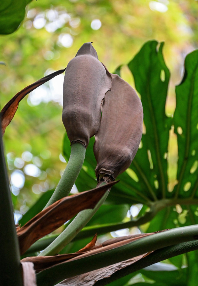 Image of Monstera deliciosa specimen.