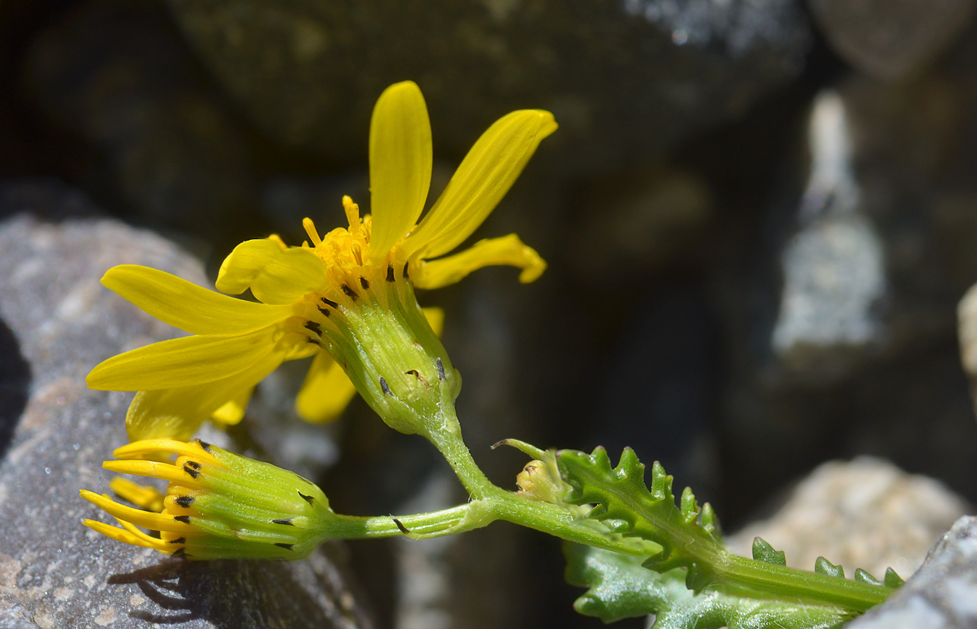 Image of Senecio sosnovskyi specimen.