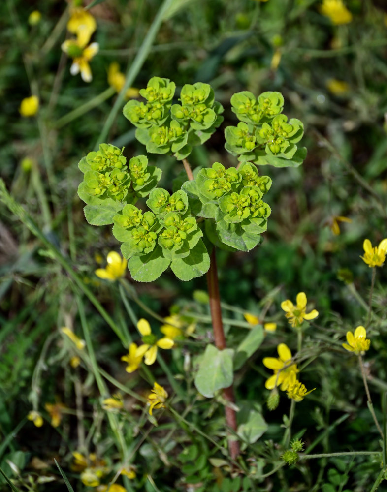 Image of Euphorbia helioscopia specimen.