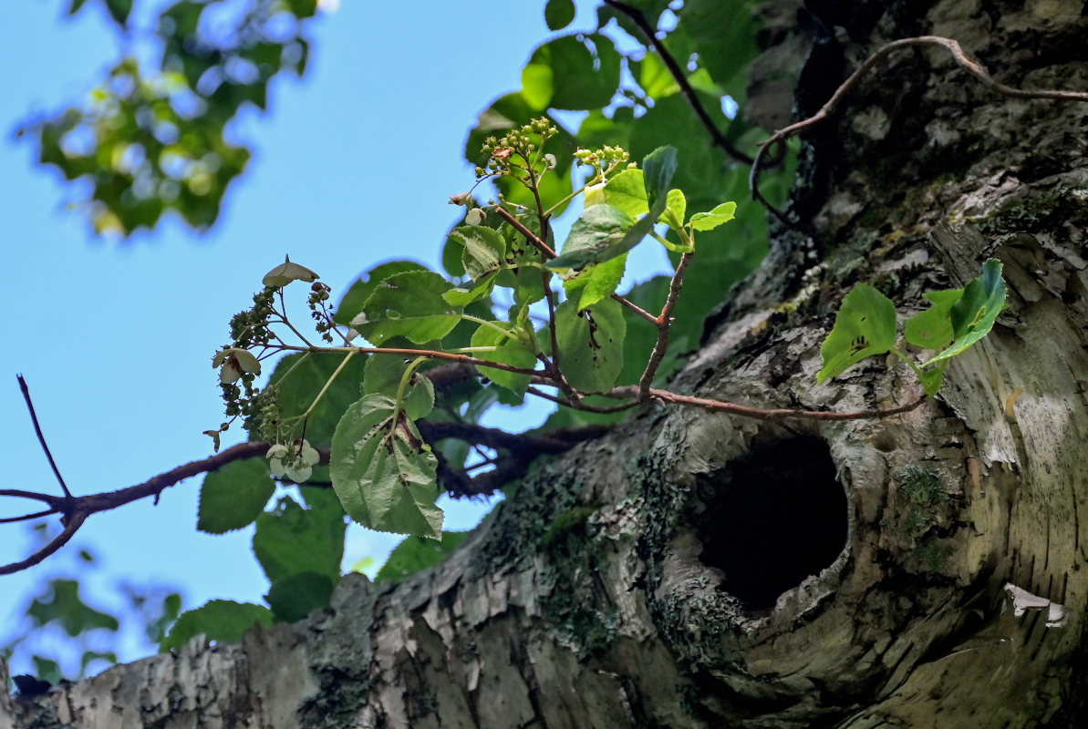 Image of Hydrangea petiolaris specimen.