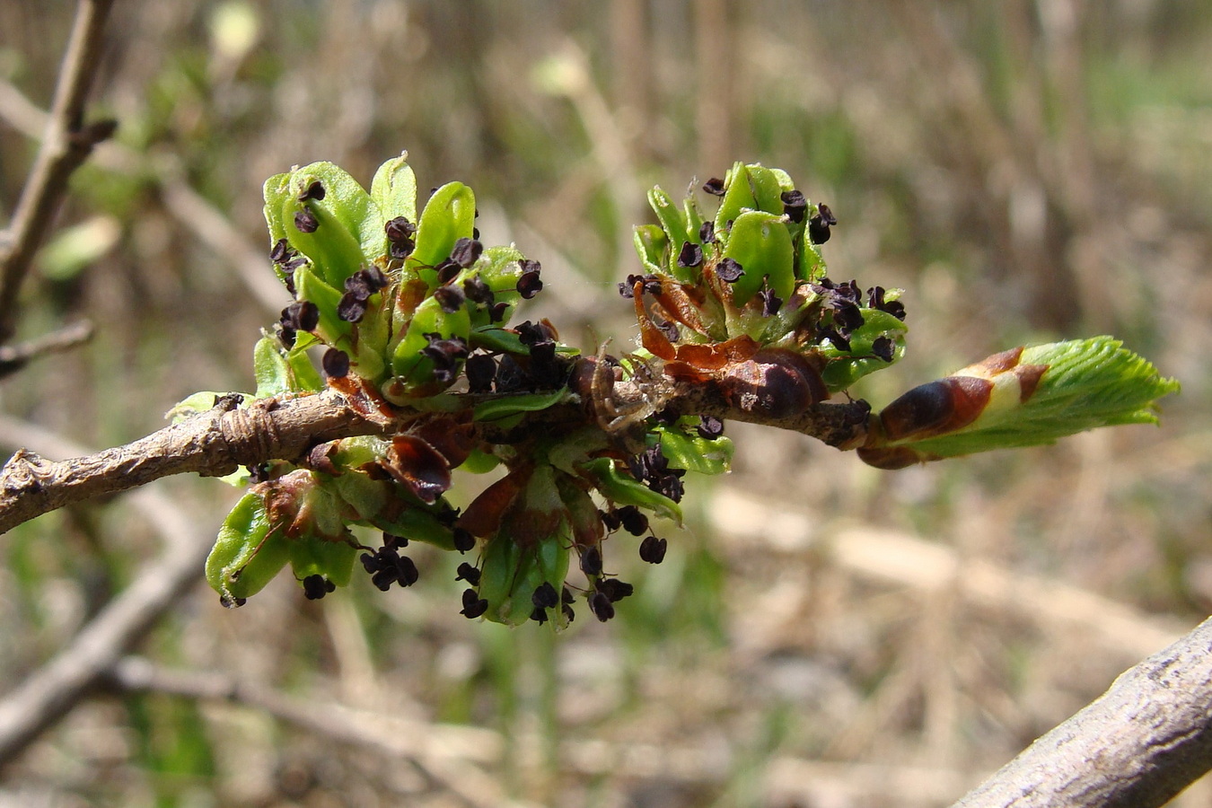 Изображение особи Ulmus japonica.