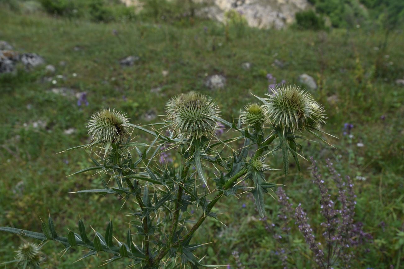 Изображение особи Cirsium ciliatum.