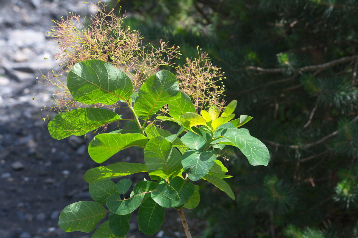 Image of Cotinus coggygria specimen.