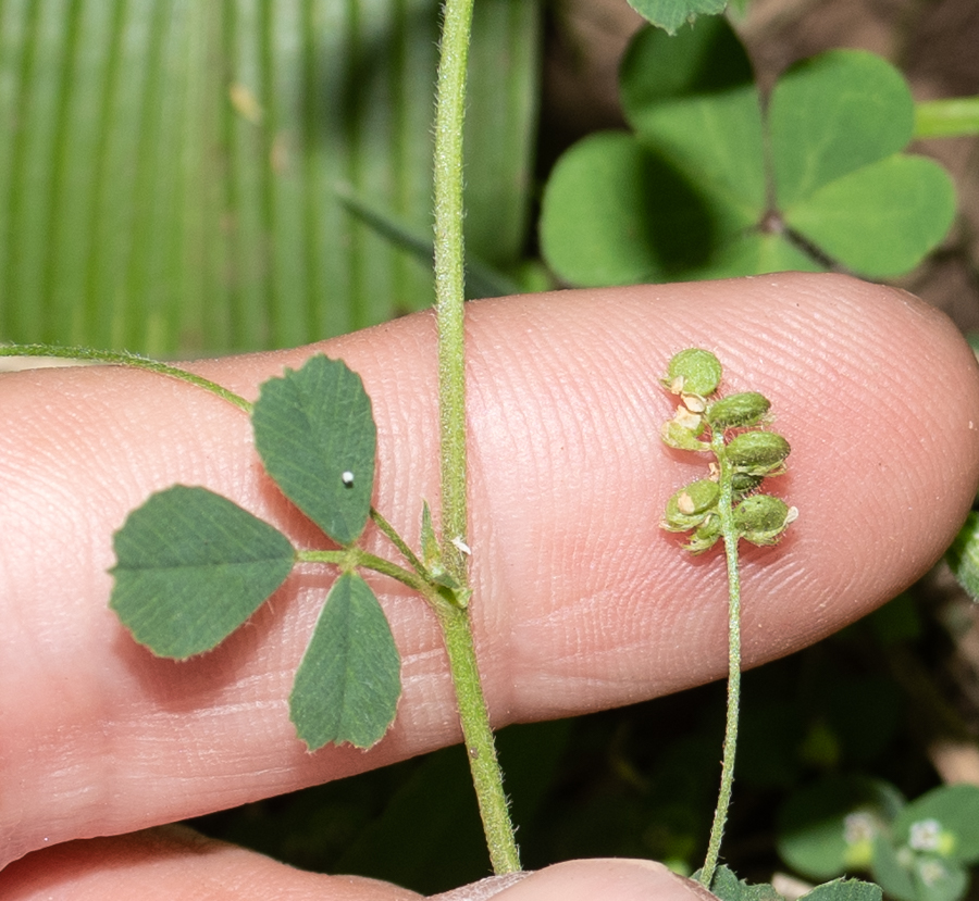 Image of Medicago lupulina specimen.