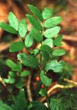 Ilex rugosa