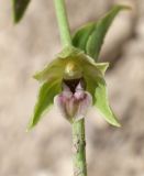 Epipactis persica. Цветок. Дагестан, Карабудахкентский р-н, окр. с. Губден, просвет в дубовом лесу, глинистый склон. 14 июня 2023 г.