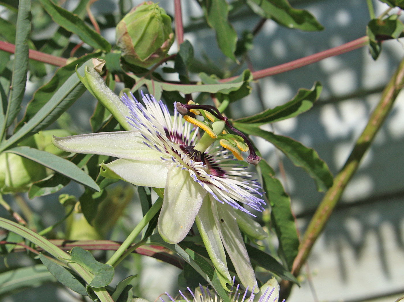 Image of Passiflora caerulea specimen.