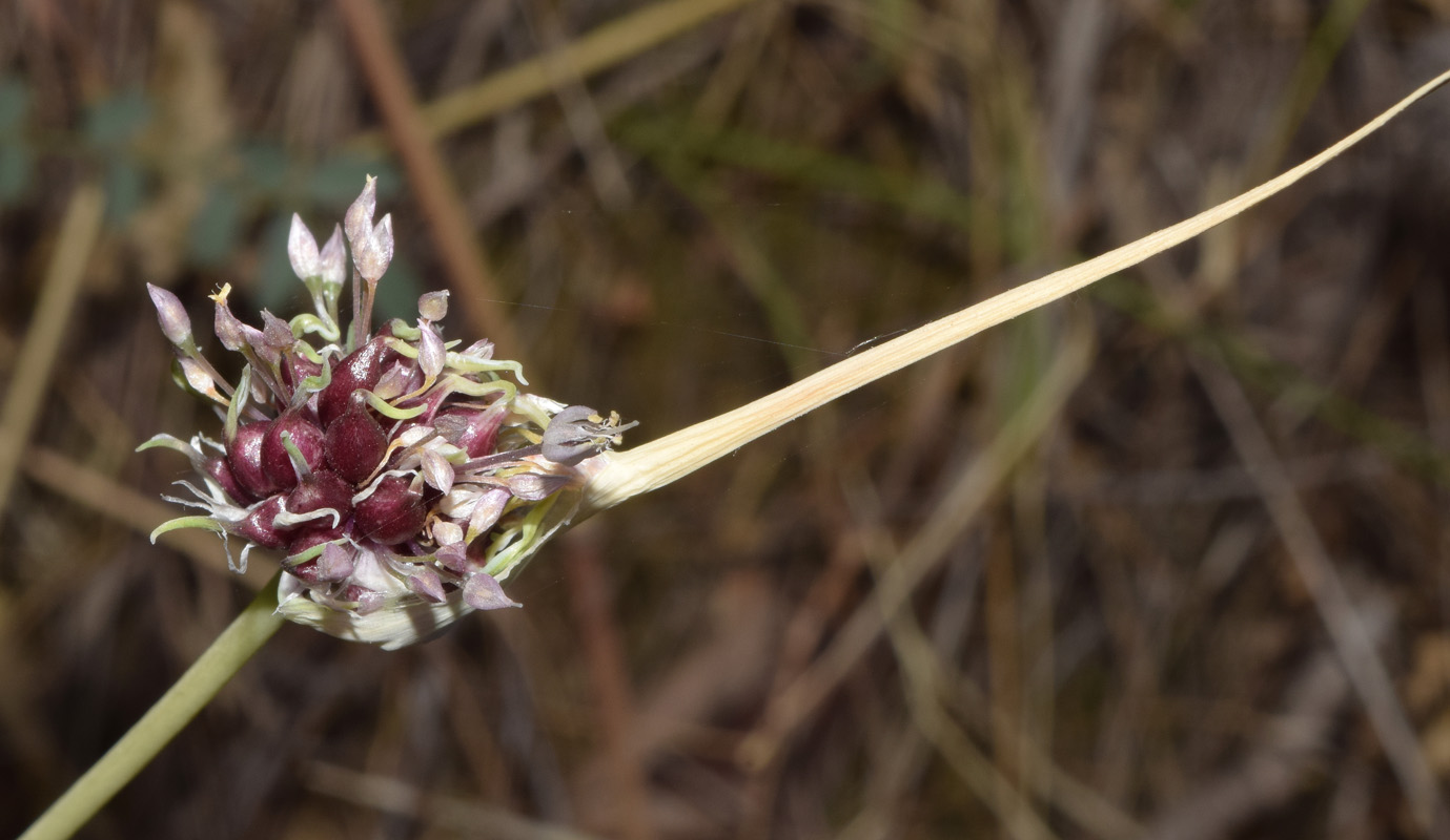 Изображение особи Allium sativum.