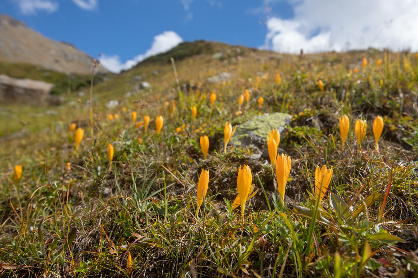 Изображение особи Crocus scharojanii.