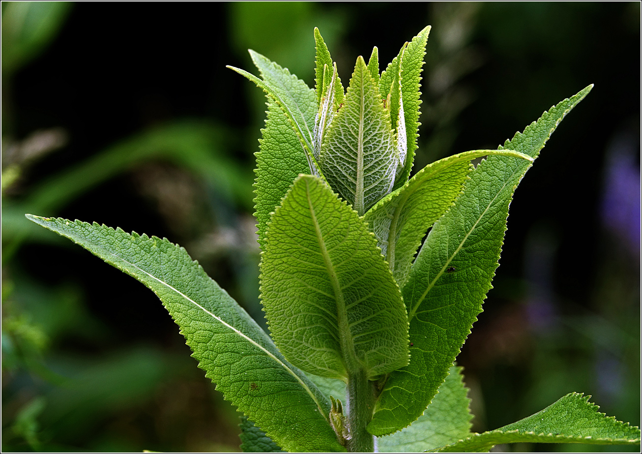 Image of Inula helenium specimen.