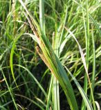 Carex aquatilis. Верхняя часть побега с соцветиями. Ярославская обл., Пошехонский р-н, пос. Зубарево, сыролуговое прибрежье Шекснинского плеса Рыбинского водохранилища. 12.07.2009.