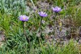 Aster alpinus. Цветущие растения. Армения, обл. Гегаркуник, берег оз. Севан, гора Артаниш, ≈ 2200 м н.у.м., субальпийский луг. 23.06.2022.