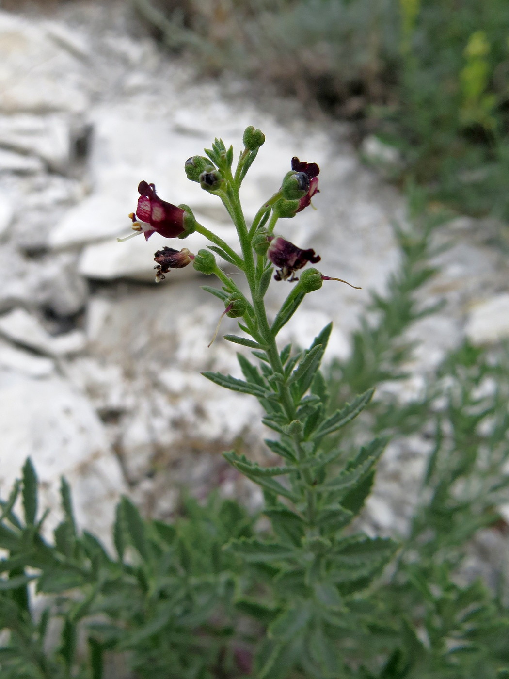 Изображение особи Scrophularia cretacea.