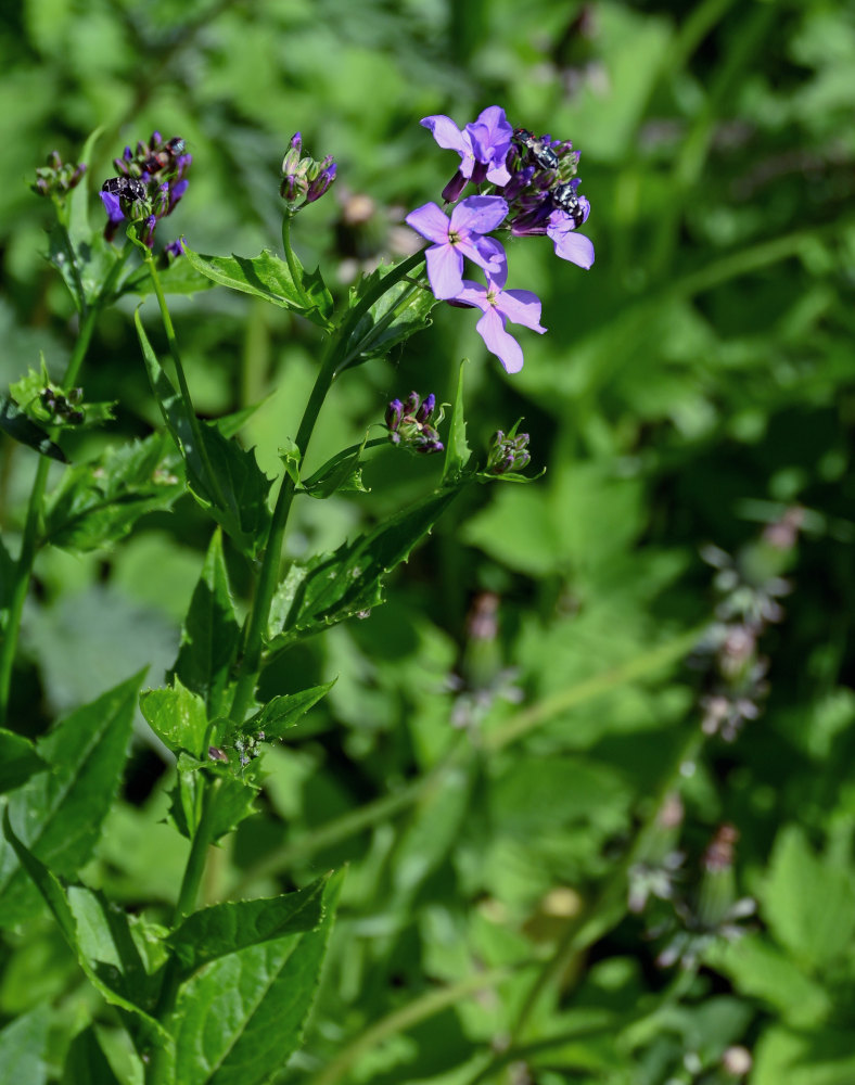 Image of Hesperis matronalis specimen.