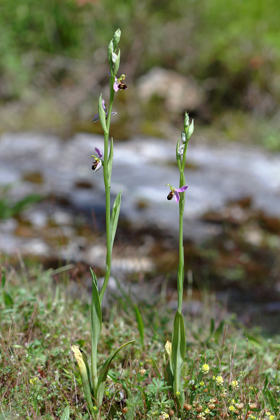 Изображение особи Ophrys apifera.