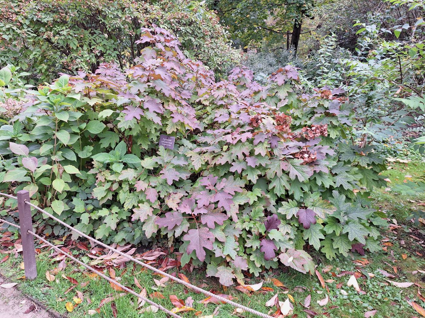 Изображение особи Hydrangea quercifolia.