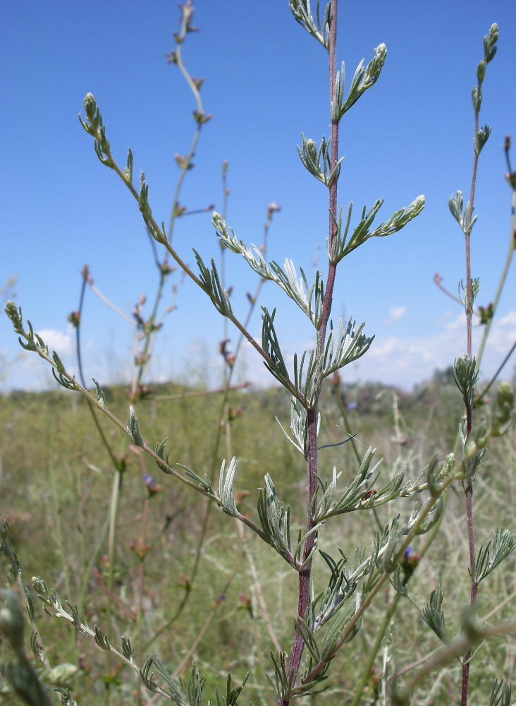 Image of Artemisia marschalliana specimen.