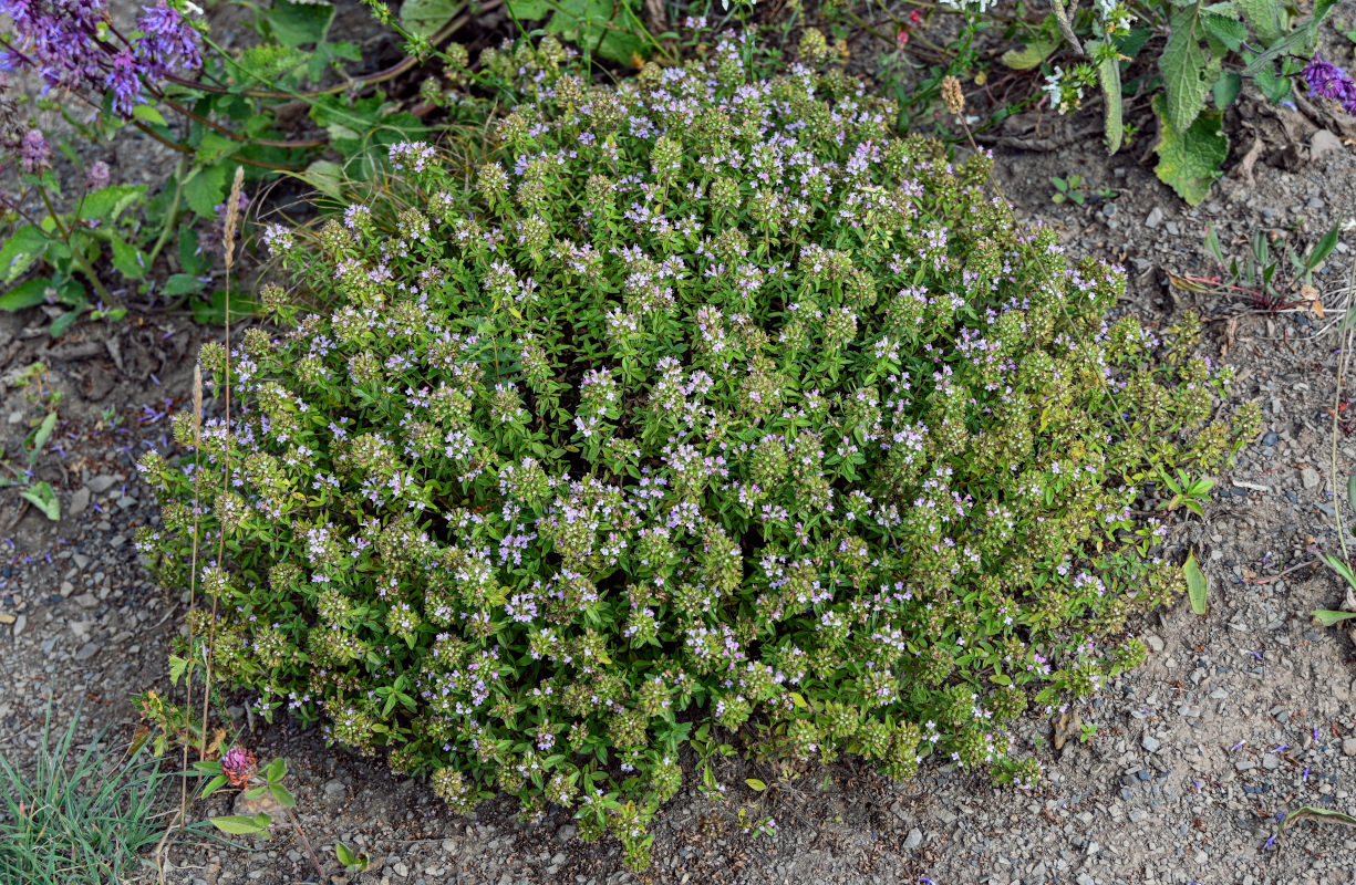 Image of genus Thymus specimen.