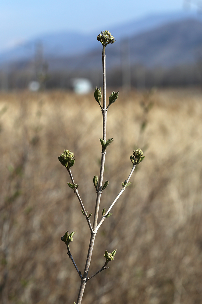 Image of Viburnum burejaeticum specimen.