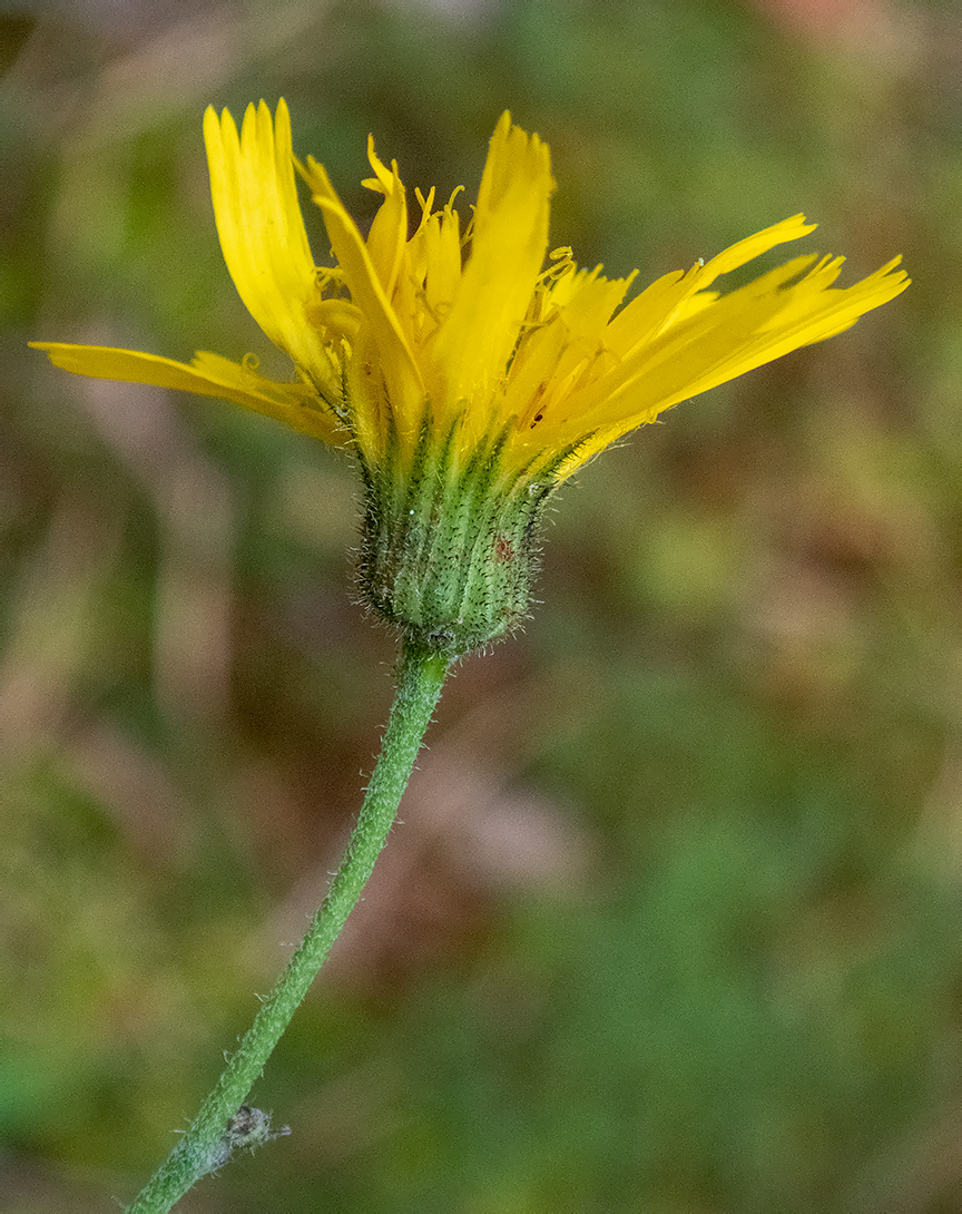 Image of genus Hieracium specimen.