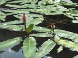 Persicaria amphibia