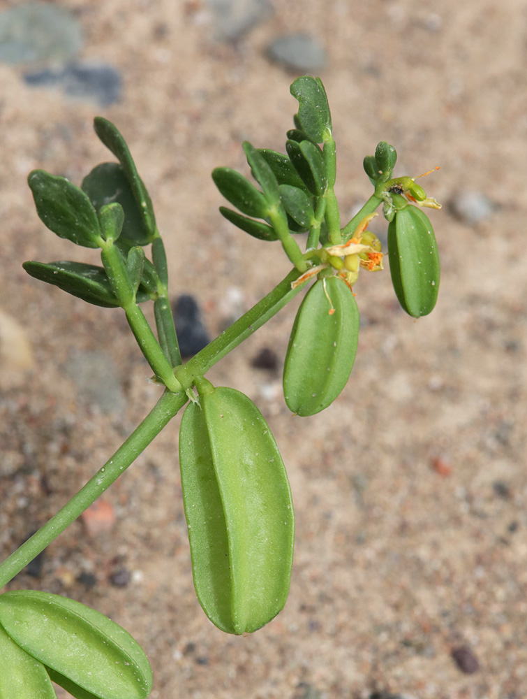 Изображение особи Zygophyllum lehmannianum.