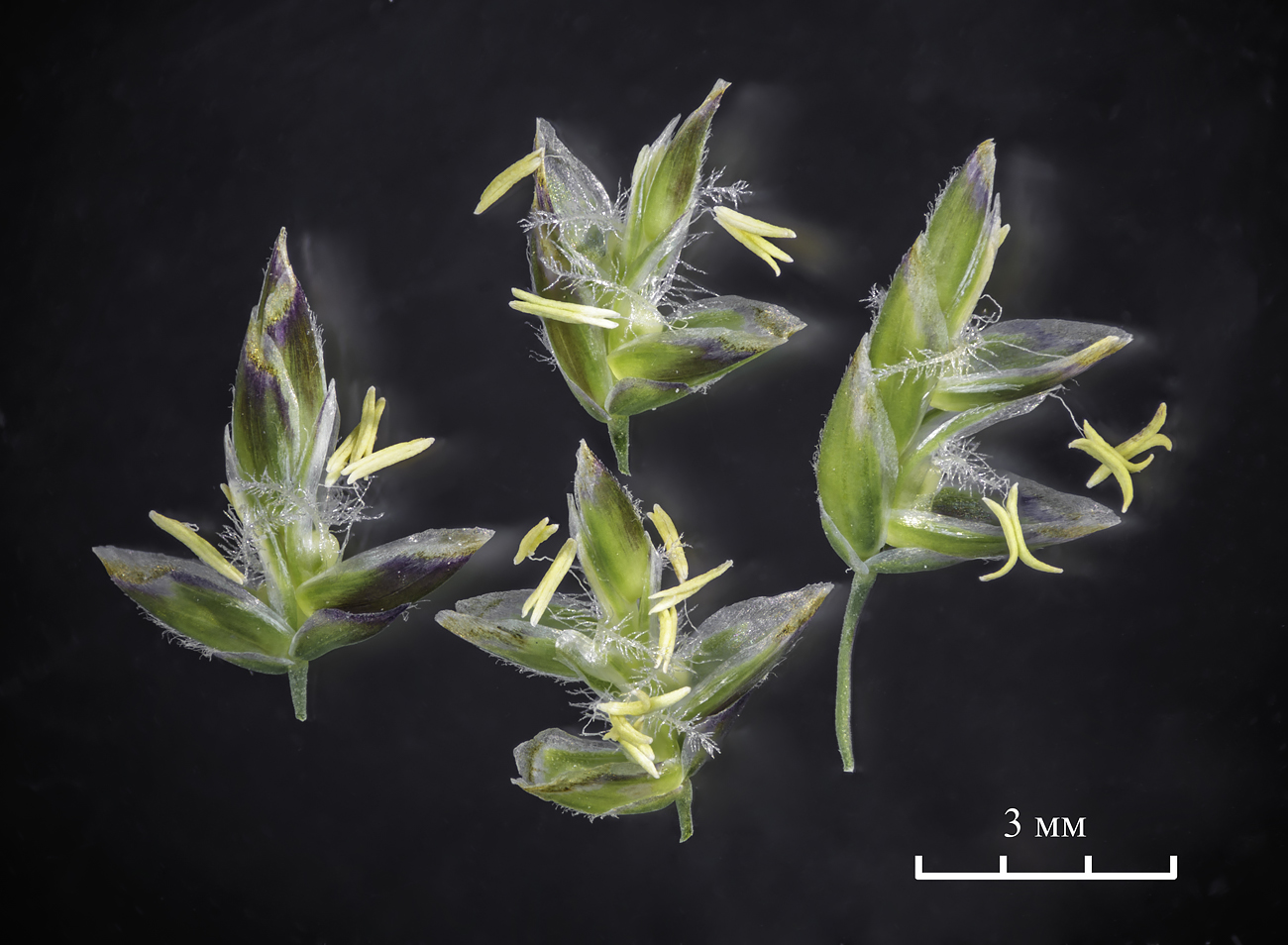 Image of Poa supina specimen.