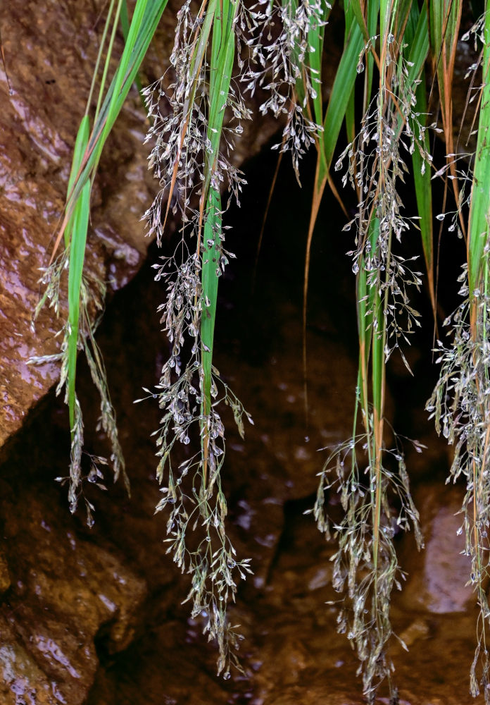 Изображение особи семейство Poaceae.