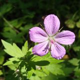 Geranium maximowiczii. Цветок с паучком. Хабаровский край, окр. г. Комсомольск-на-Амуре, кедрово-широколиственный лес, вдоль лыжной трассы. 14.07.2024.