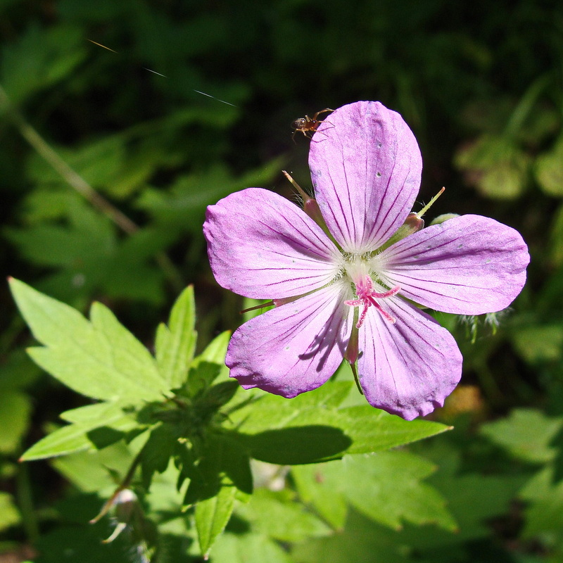 Изображение особи Geranium maximowiczii.