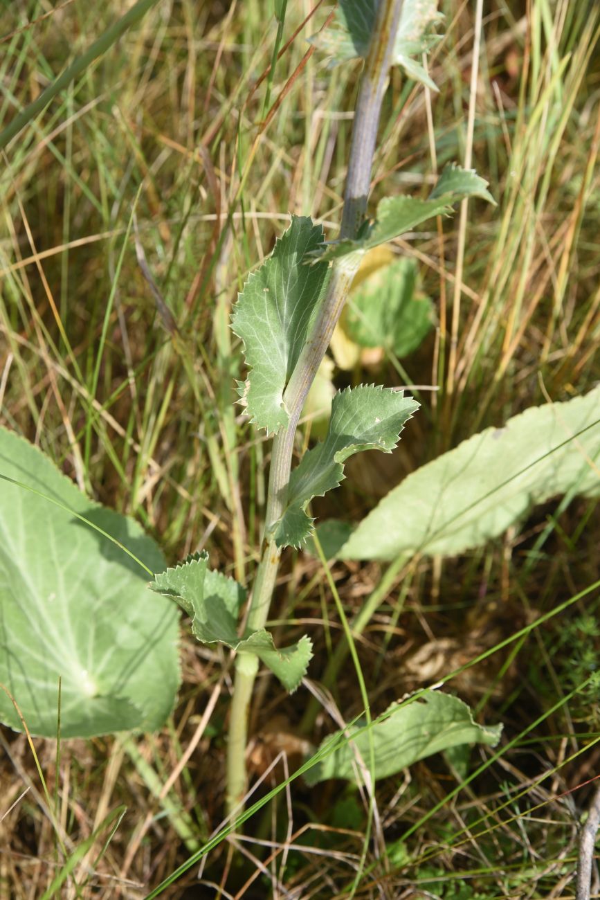 Image of Eryngium planum specimen.