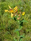 Hypericum ascyron