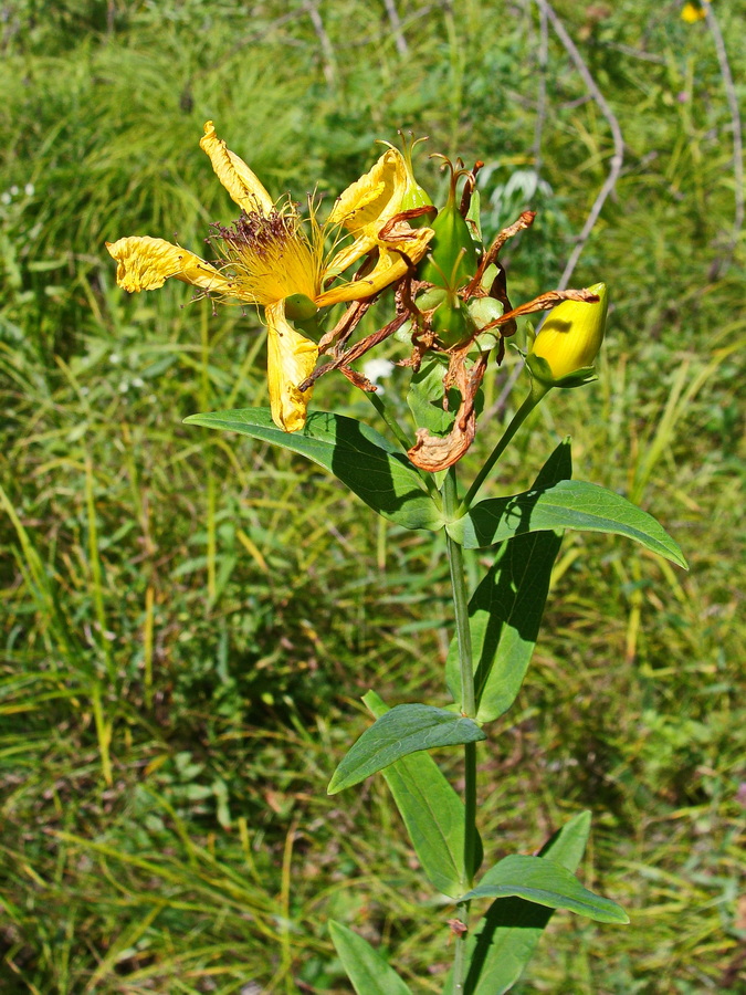 Image of Hypericum ascyron specimen.