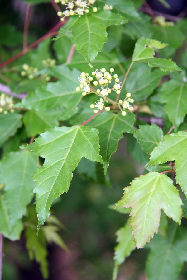 Image of Acer ginnala specimen.