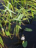 Sagittaria sagittifolia. Цветущее растение. Ульяновская обл., Мелекесский р-н, окр. с. Приморское, выходящий к Черемшанскому заливу Куйбышевского водохранилища затопленный овраг. 08.07.2023.