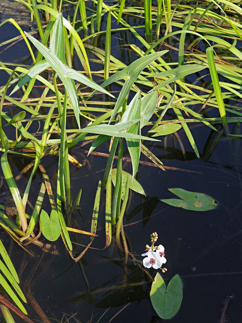 Image of Sagittaria sagittifolia specimen.