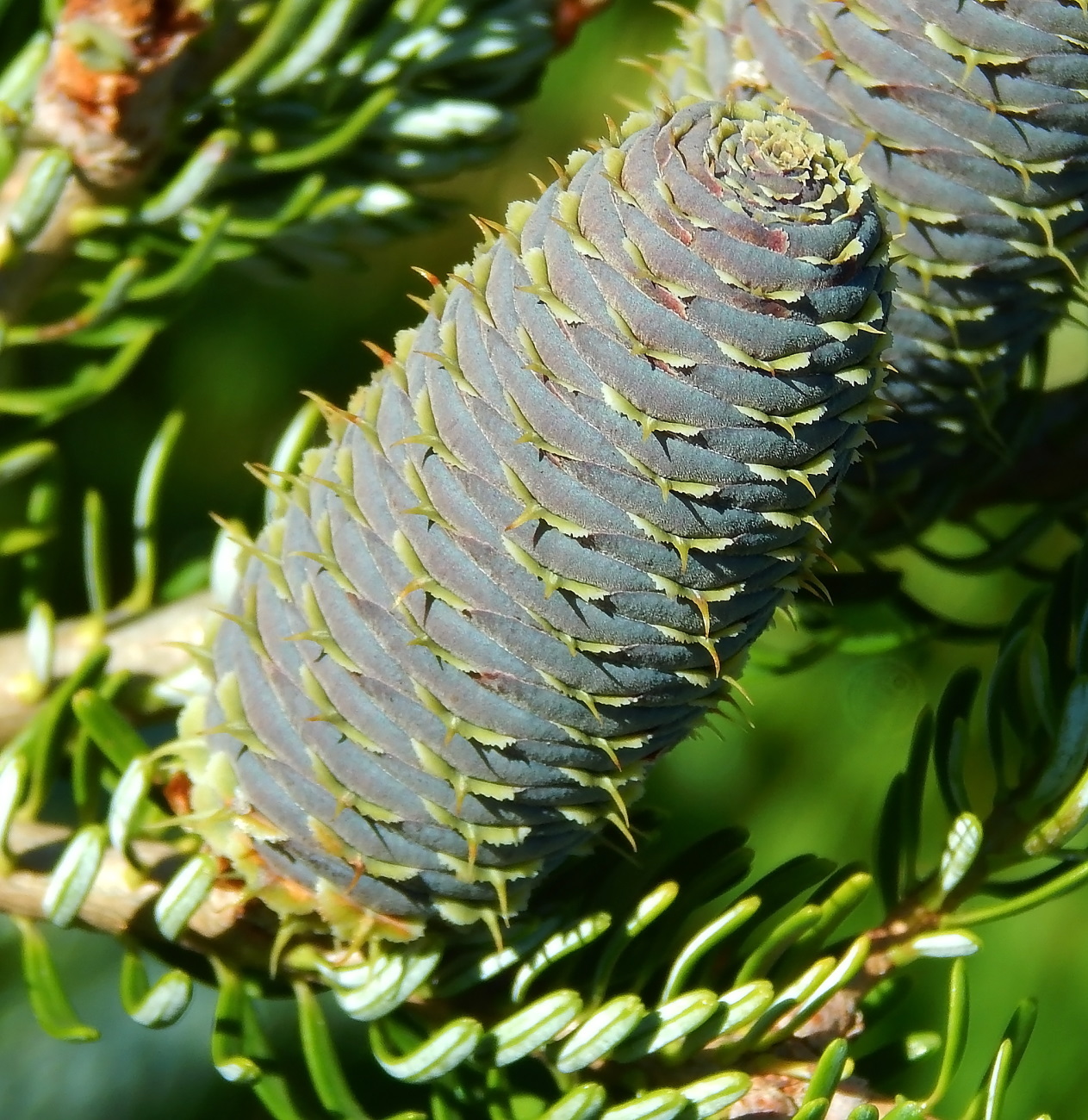 Image of Abies koreana specimen.