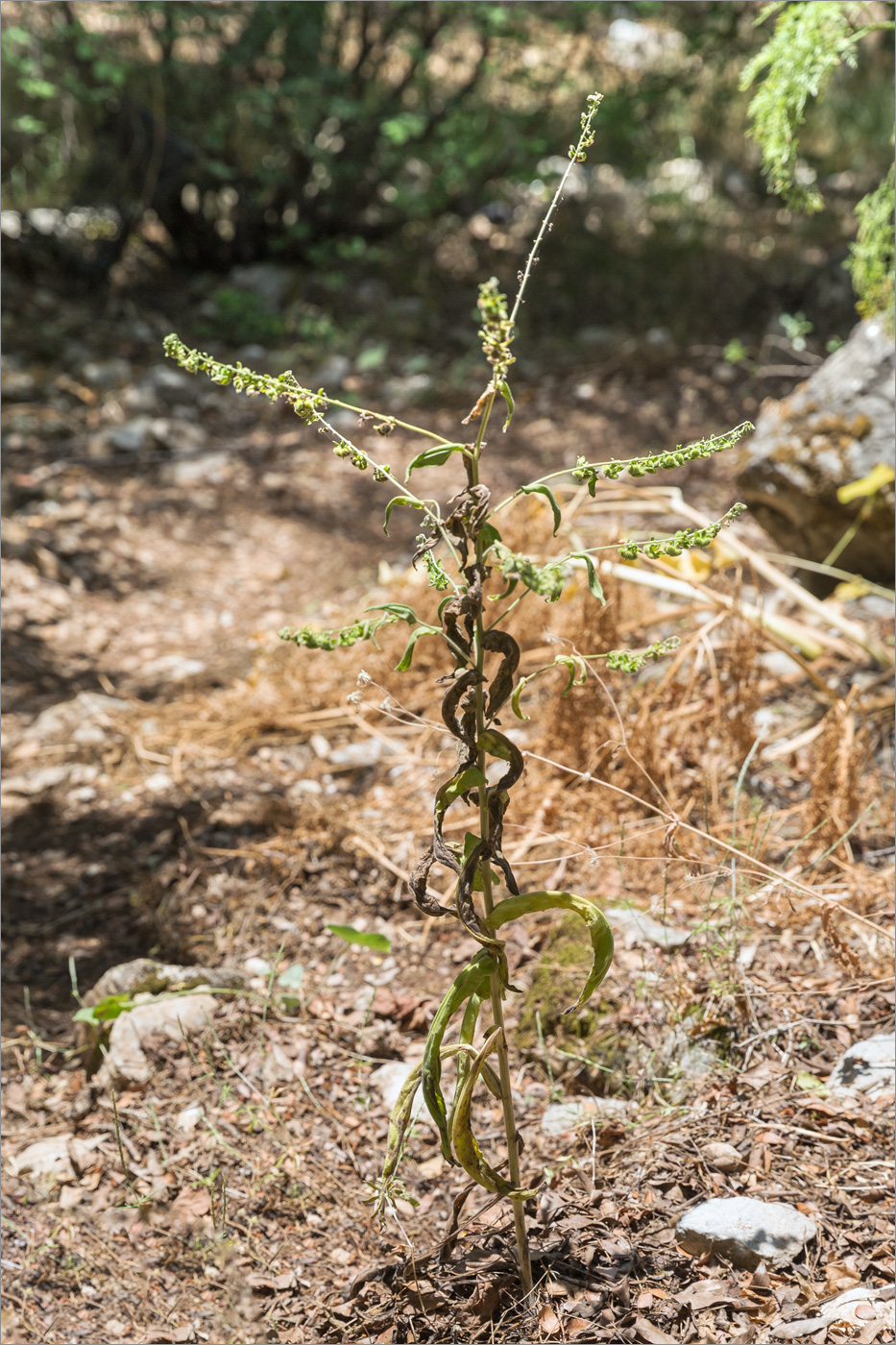 Изображение особи род Cynoglossum.