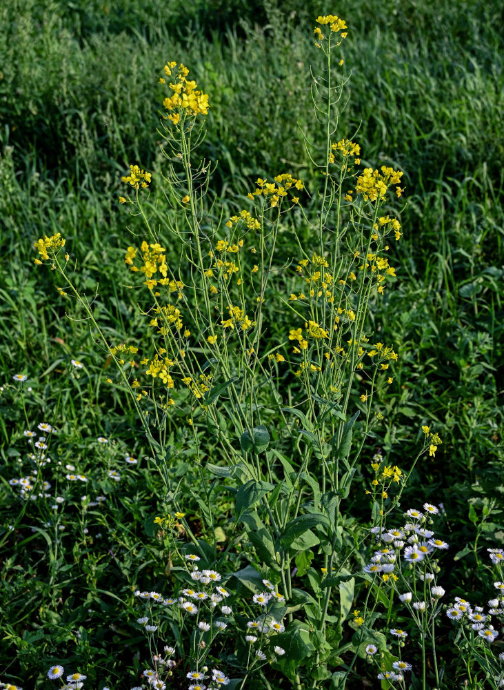 Image of Brassica campestris specimen.