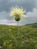 Rhaponticoides ruthenica. Верхушка цветущего растения. Казахстан, Восточно-Казахстанская обл., Калбинский Алтай, окр. пер. Таргын, склон вост. экспозиции, степь. 9 июля 2024 г.