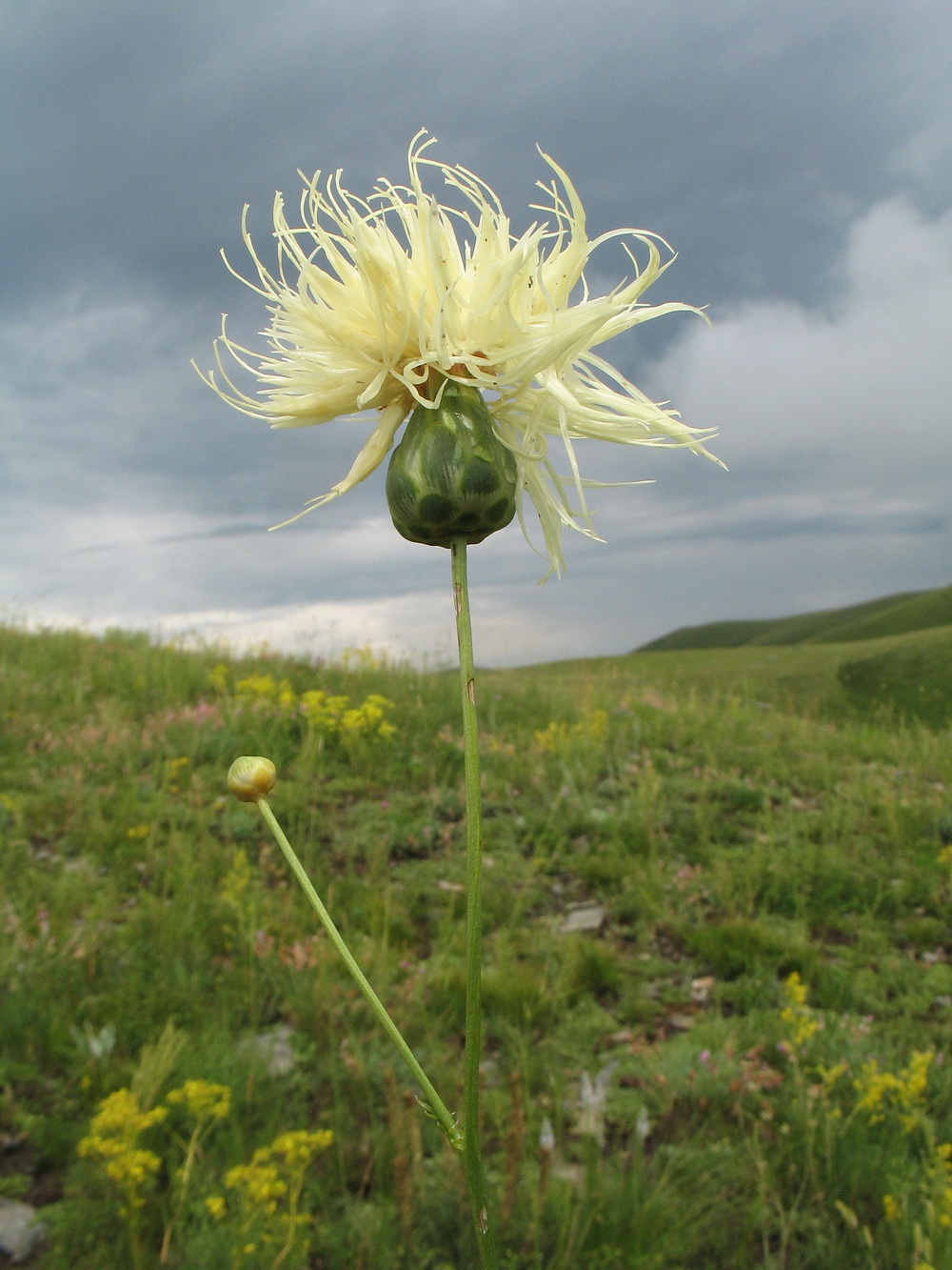 Изображение особи Rhaponticoides ruthenica.