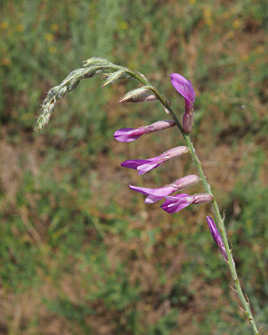 Изображение особи Astragalus varius.