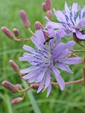 Lactuca sibirica. Соцветие с муравьём. Хабаровский край, окр. г. Комсомольск-на-Амуре, разнотравный луг. 25.07.2024.