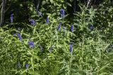 Veronica longifolia