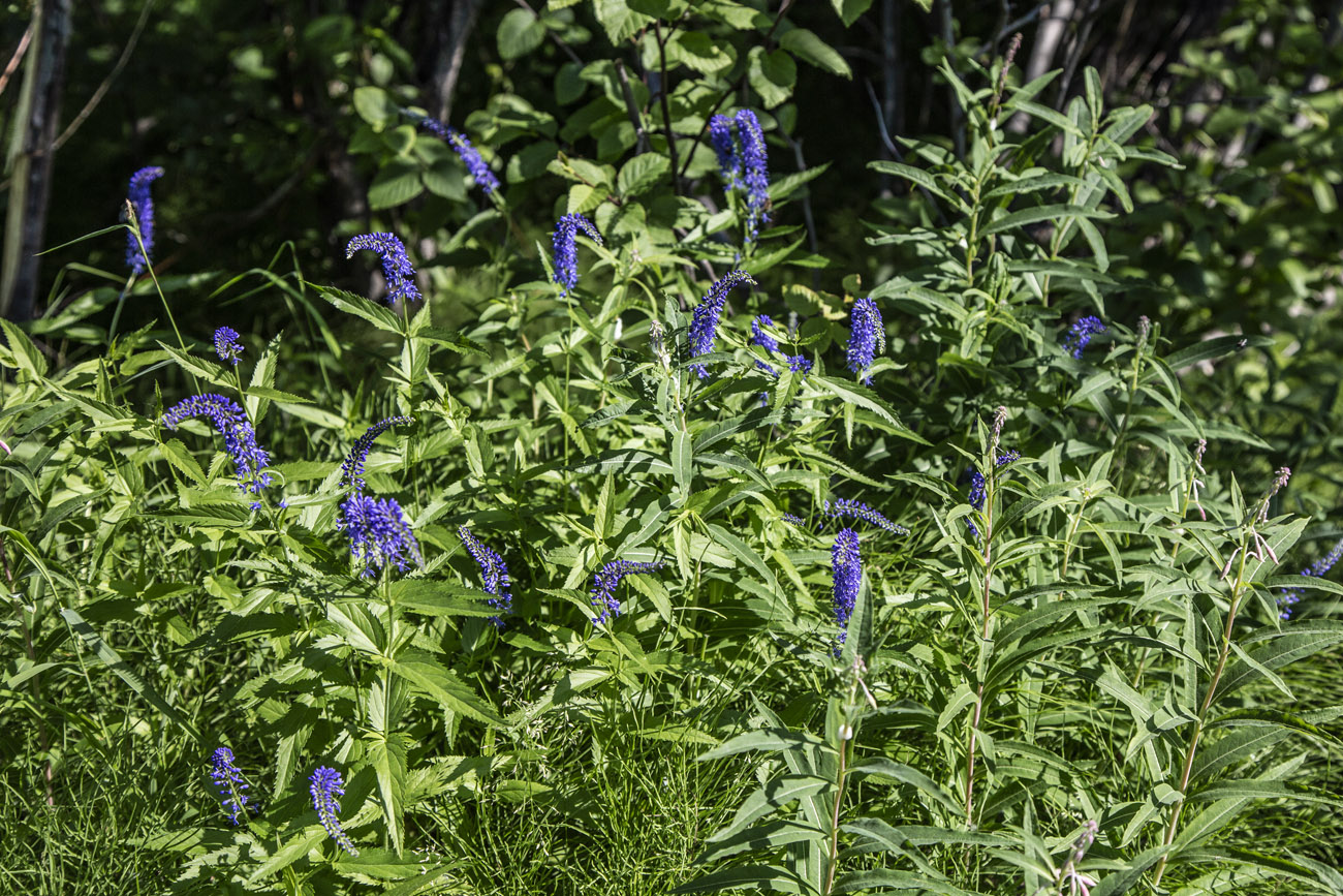 Изображение особи Veronica longifolia.