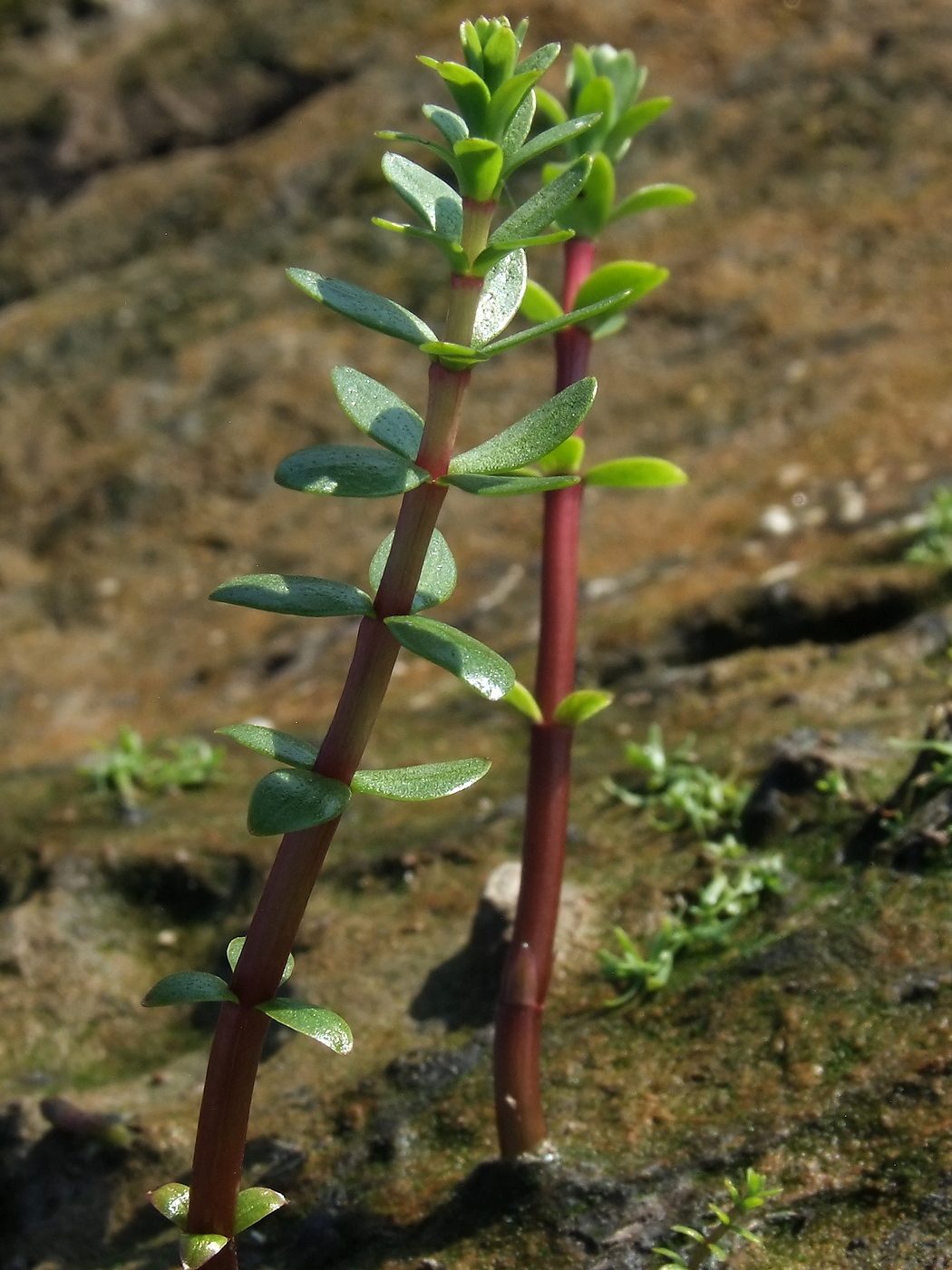 Изображение особи Hippuris tetraphylla.